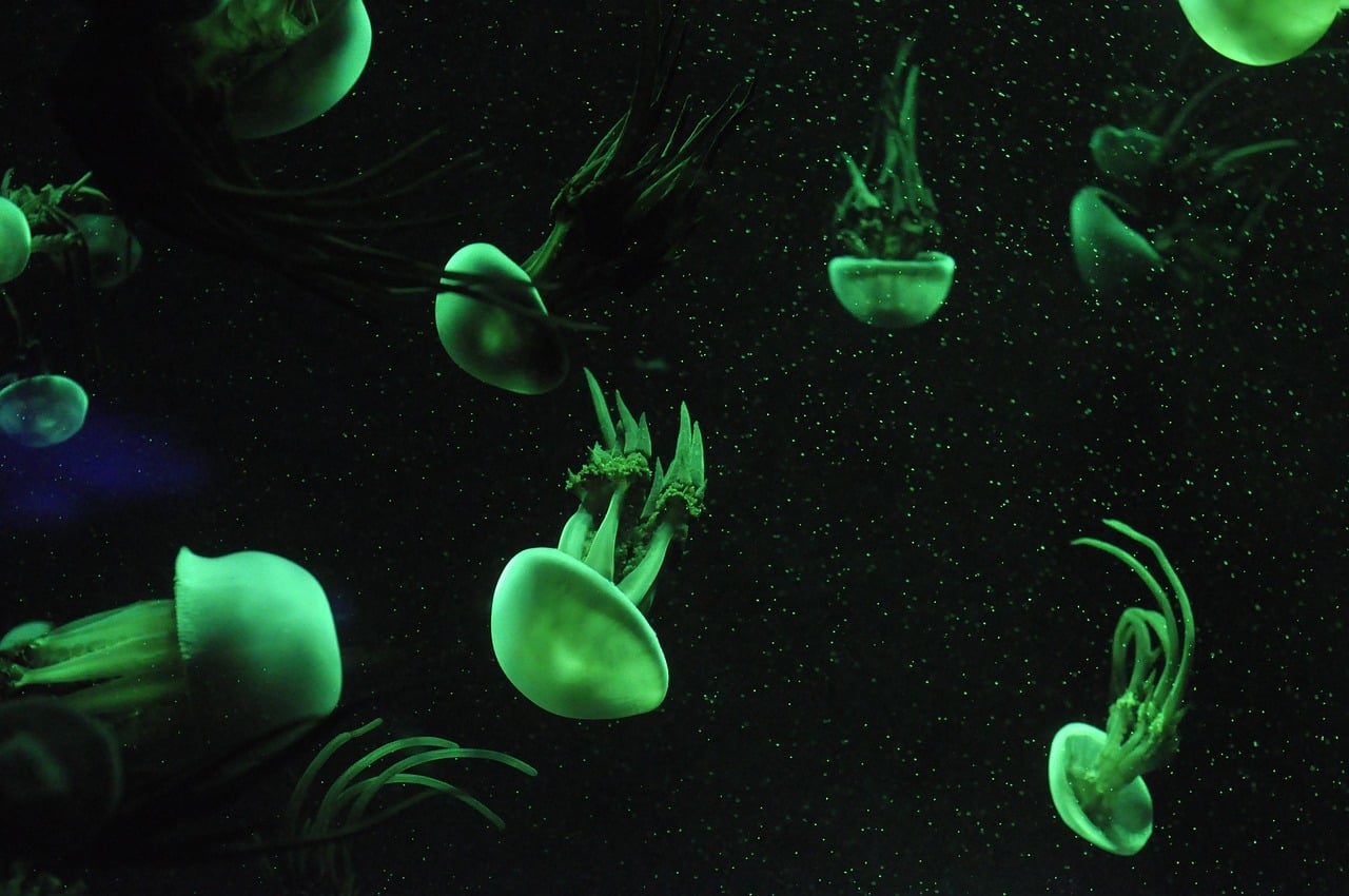 The Jellyfish: Your Intuitive, Flowing Self (Image Credits: Pixabay)