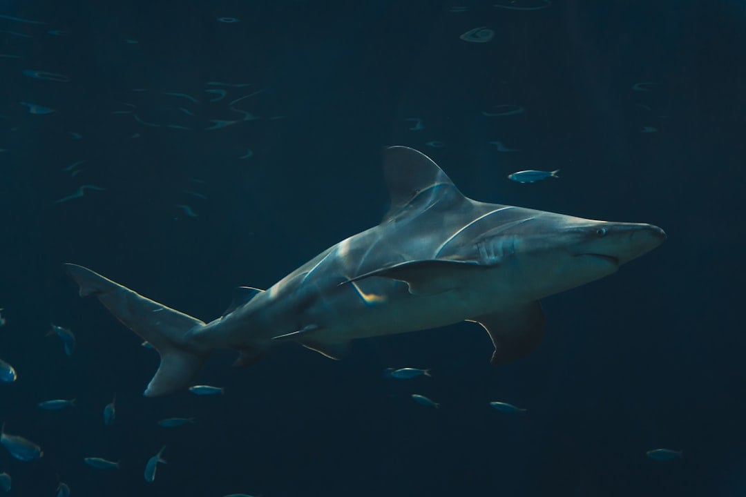 The Shark: Your Focused, Determined Drive (Image Credits: Unsplash)