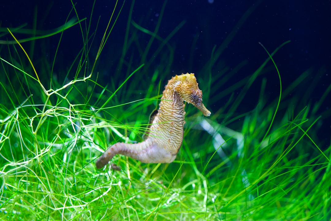 The Seahorse: Your Gentle, Nurturing Heart (Image Credits: Unsplash)