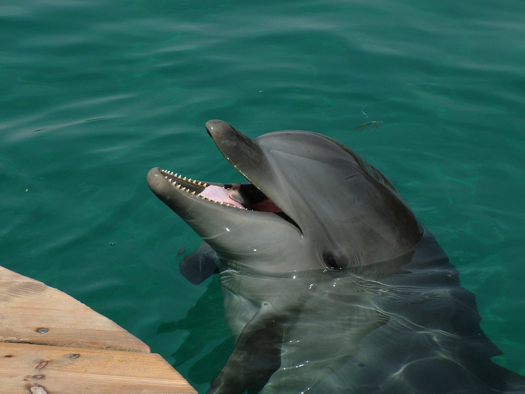 The Dolphin Spirit - Masters of Joyful Connection (Image Credits: Unsplash)