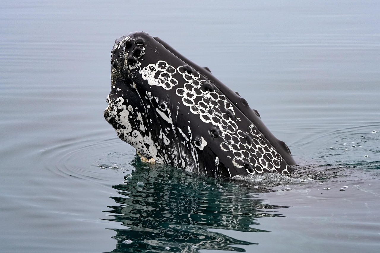 The Whale Wisdom - Ancient Souls of Emotional Depth (Image Credits: Pixabay)