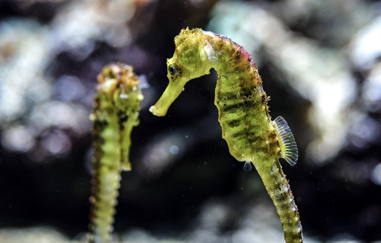 The Seahorse Magic - Gentle Strength and Patience (Image Credits: Pixabay)