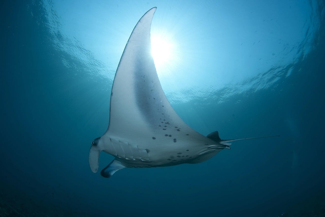 The Stingray Flow - Graceful Navigation (Image Credits: Pixabay)