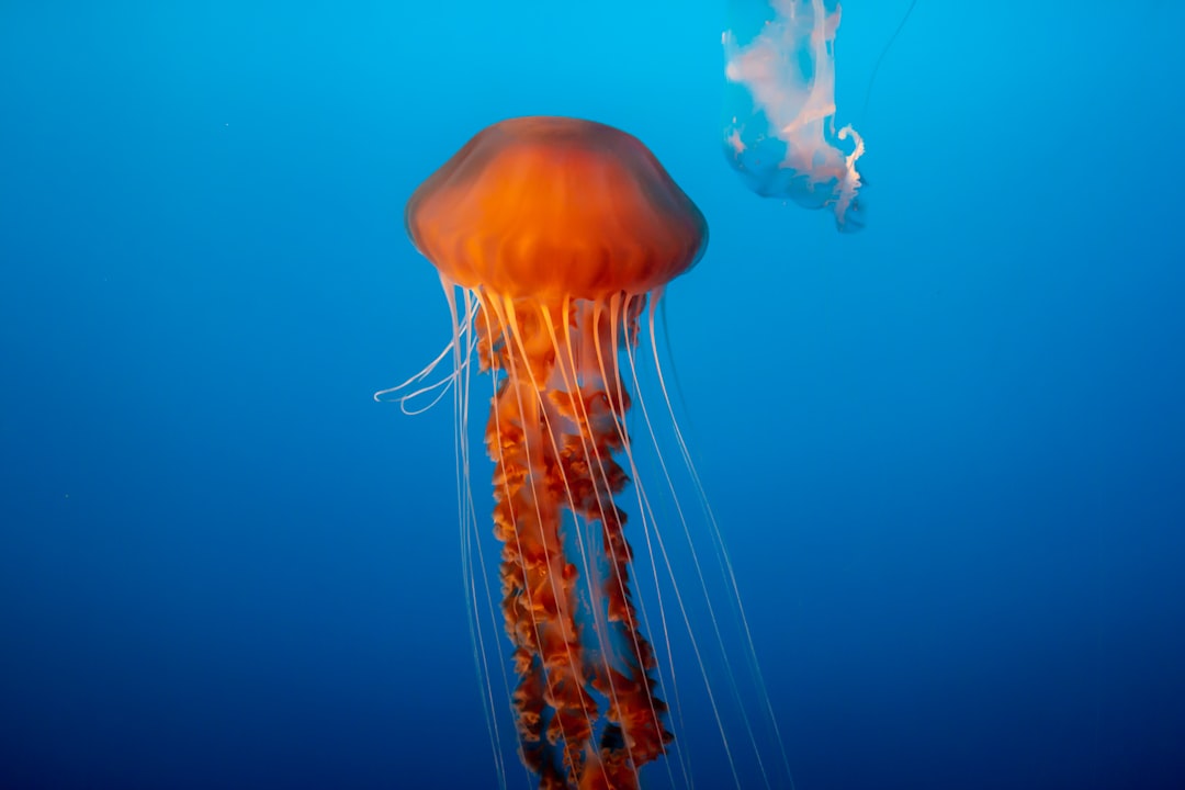 The Jellyfish Surrender - Going with Life's Currents (Image Credits: Unsplash)