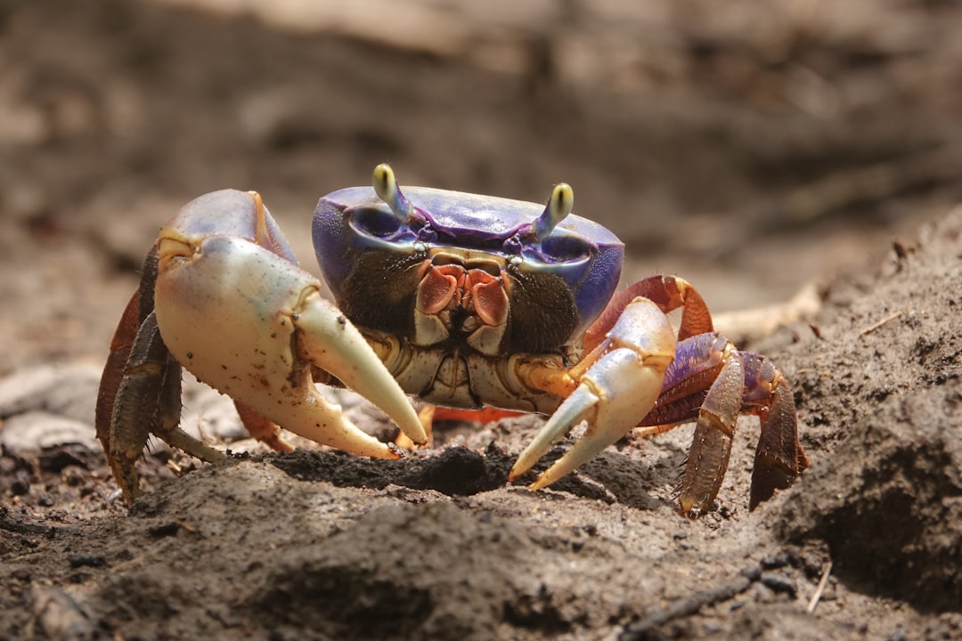 The Crab Protection - Emotional Boundaries (Image Credits: Unsplash)