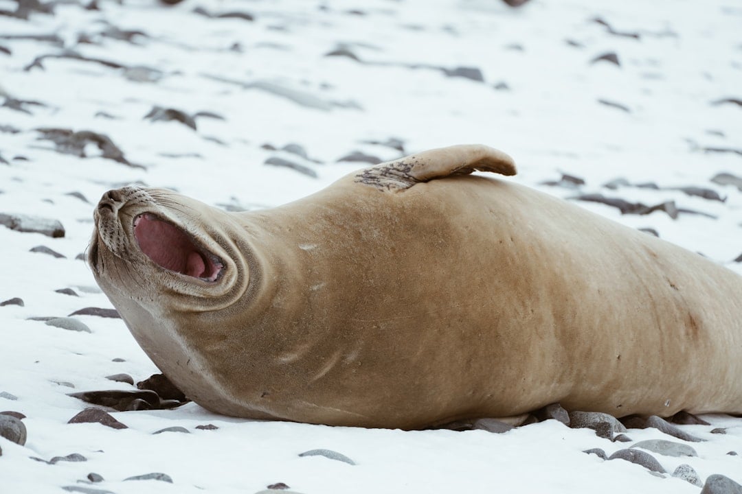 The Seal Playfulness - Joy and Imagination (Image Credits: Unsplash)