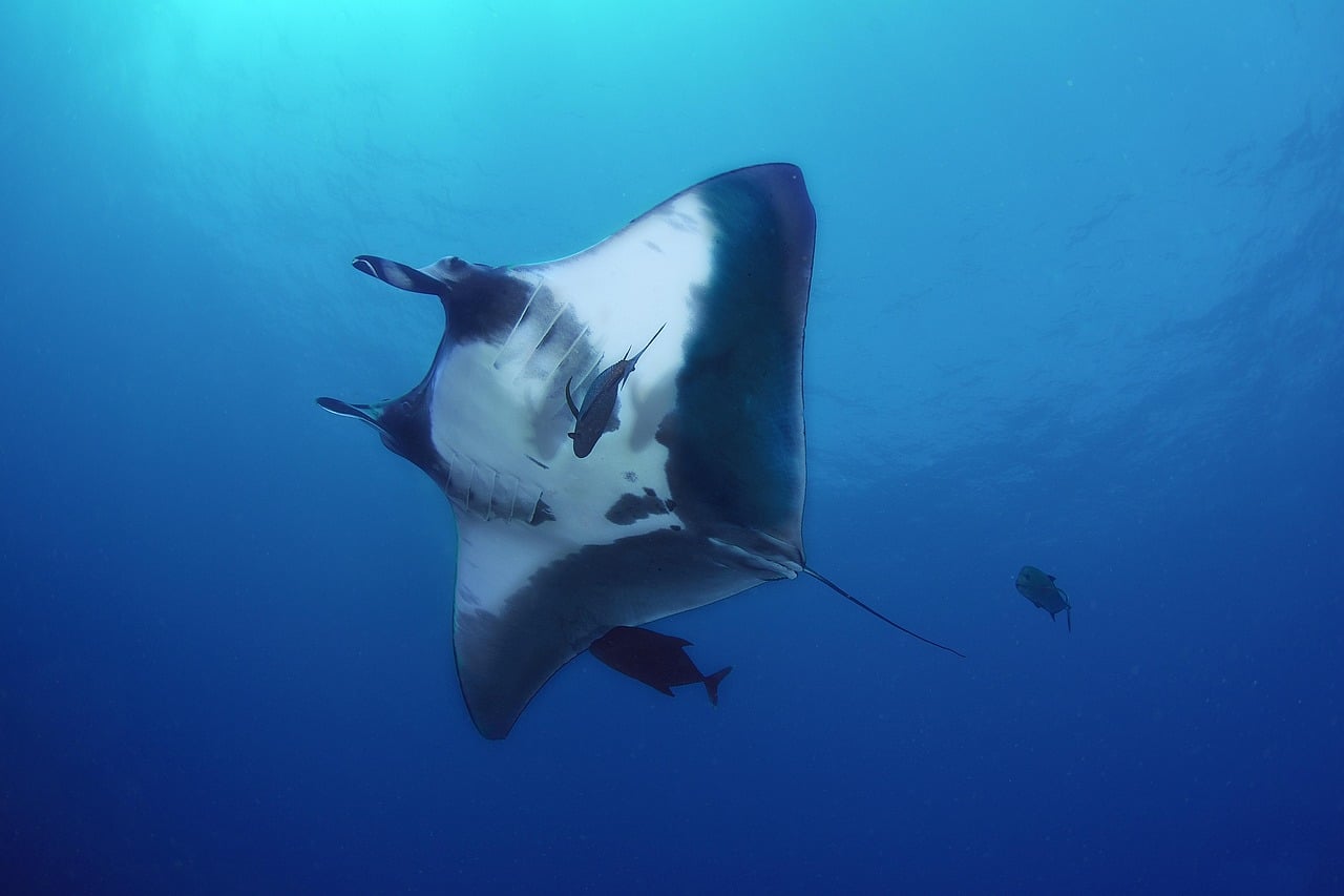 The Manta Ray Grace - Peaceful Elegance (Image Credits: Pixabay)