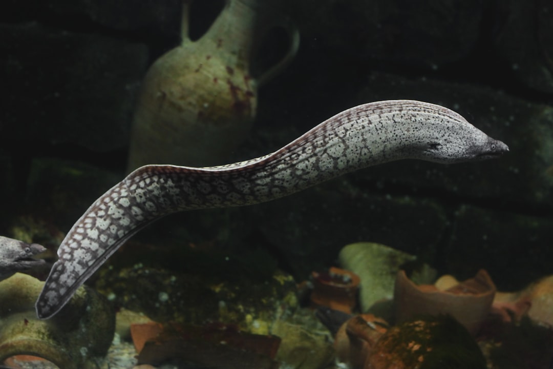 The Electric Eel Transformation - Powerful Change (Image Credits: Unsplash)