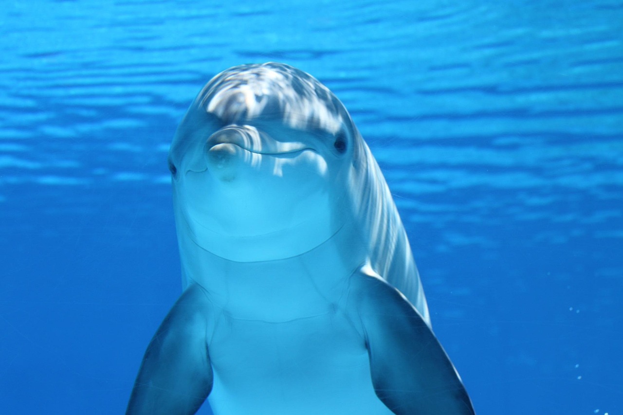 Finding Your Ocean Mirror (Image Credits: Pixabay)