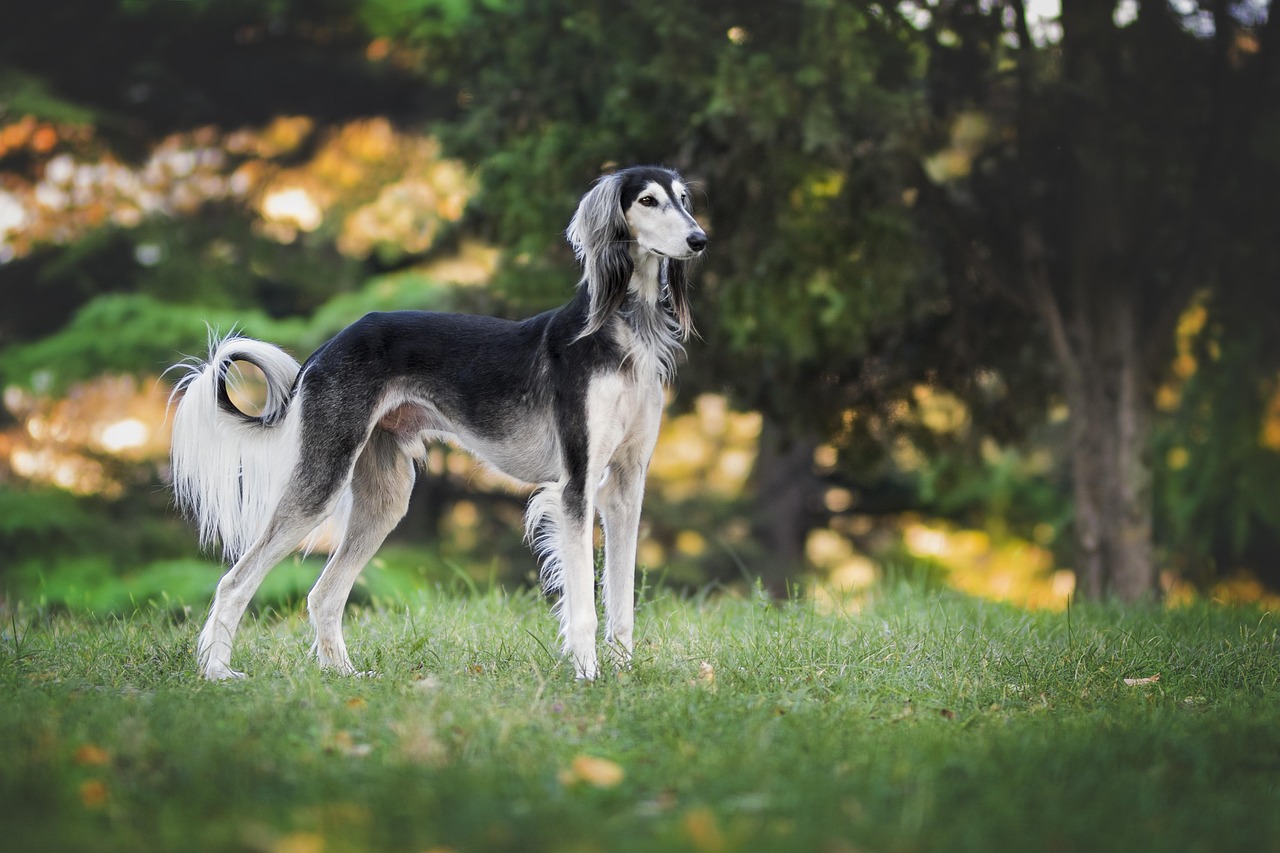 The Loyal Guardian Energy: Dog (Image Credits: Pixabay)