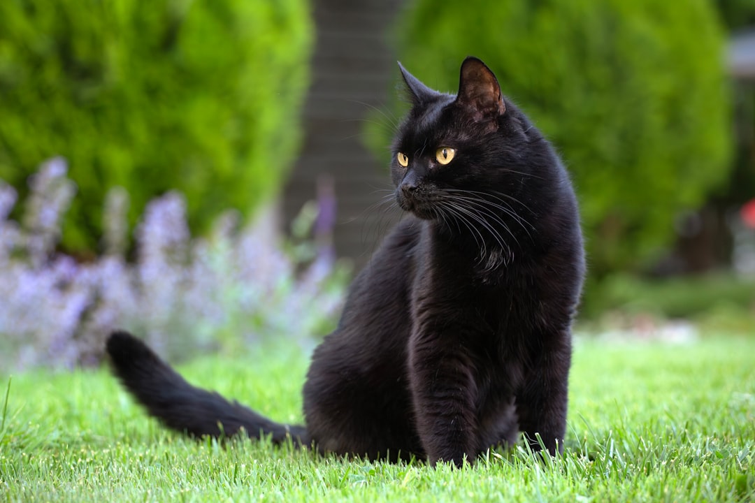 The Intuitive Healer Energy: Cat (Image Credits: Unsplash)