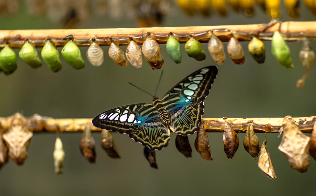 The Transformer Energy: Butterfly (Image Credits: Unsplash)