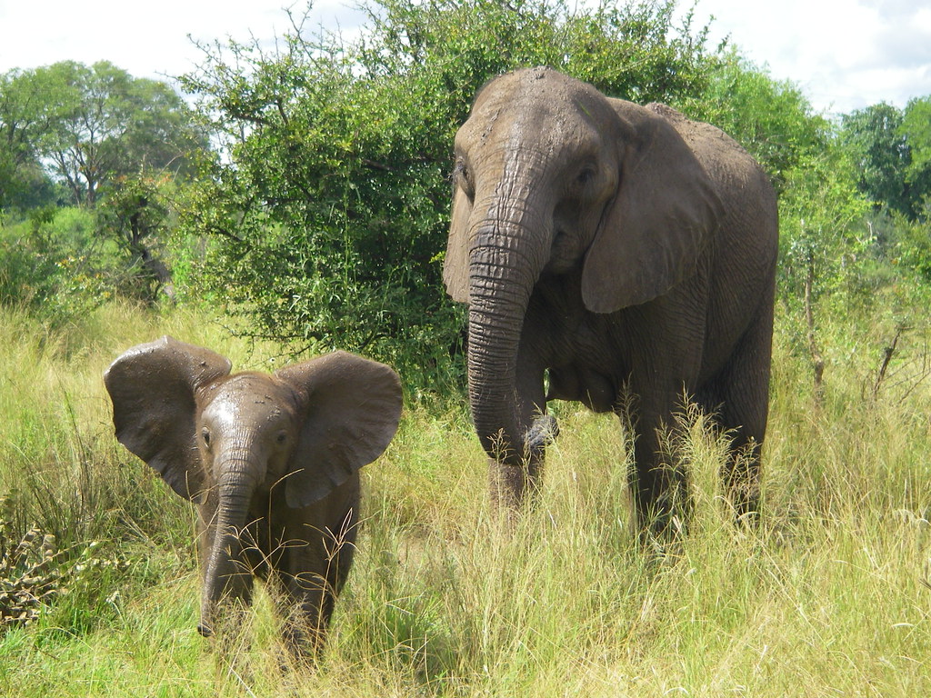 The Gentle Giant Energy: Elephant (Image Credits: Flickr)