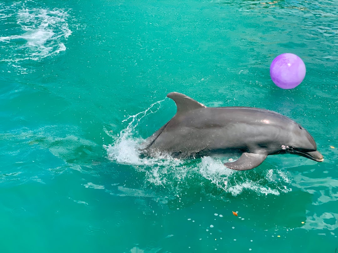 The Playful Teacher Energy: Dolphin (Image Credits: Unsplash)