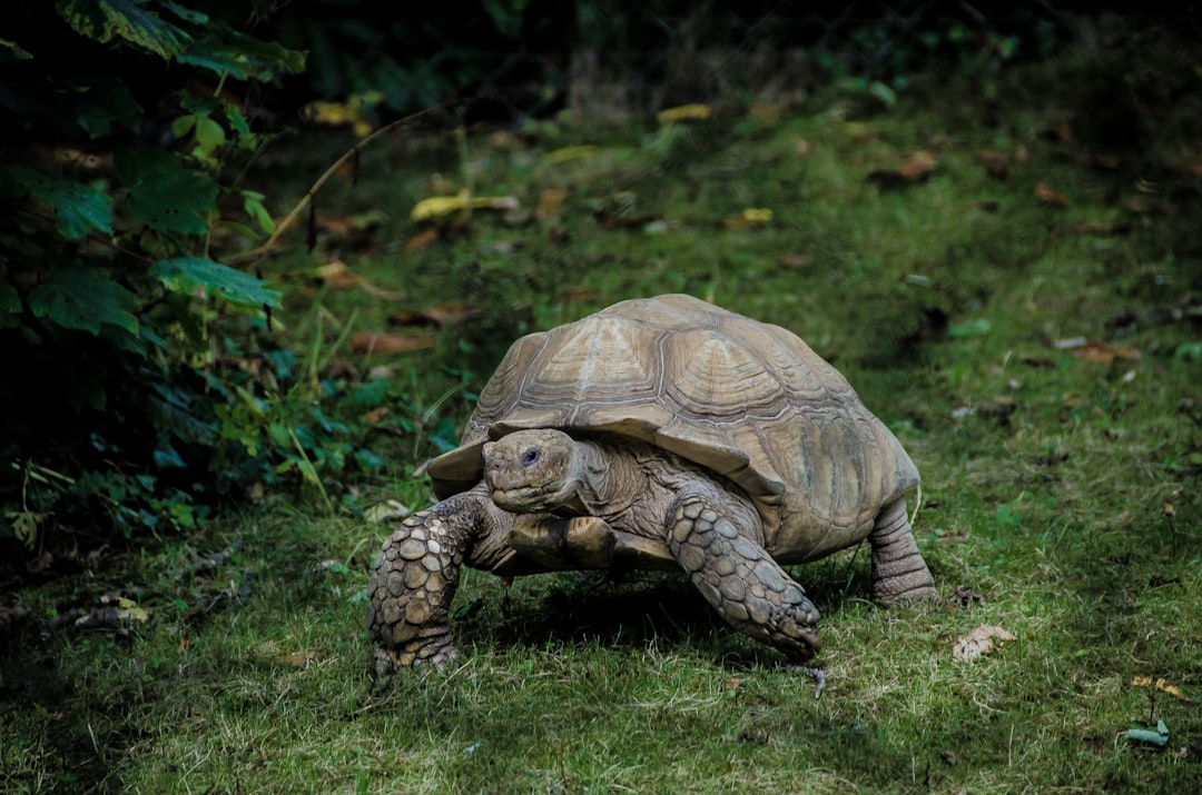 The Ancient Wisdom Energy: Turtle (Image Credits: Unsplash)