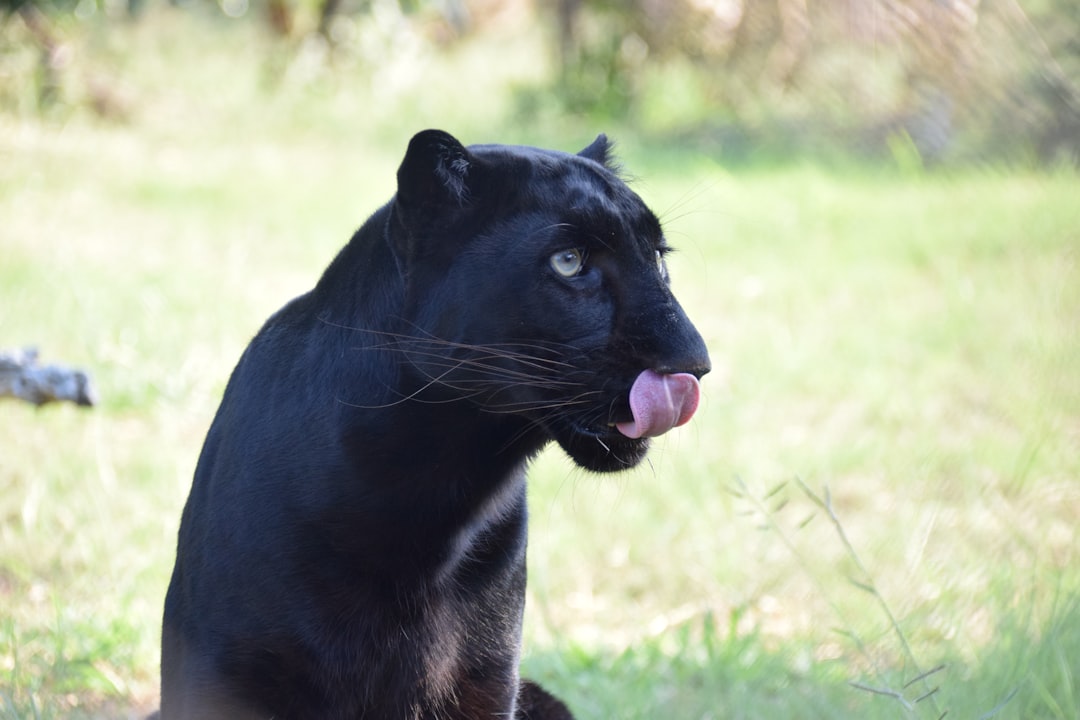 The Shadow Walker Energy: Panther (Image Credits: Unsplash)