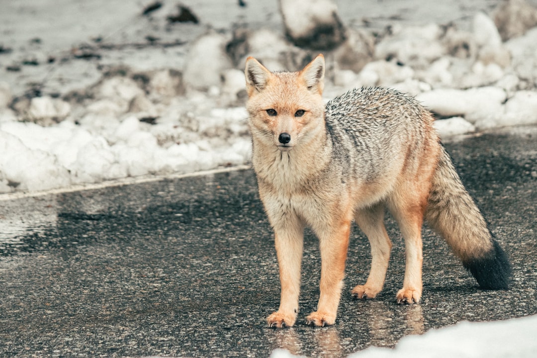 The Genetic Revolution in Urban Predators (Image Credits: Unsplash)