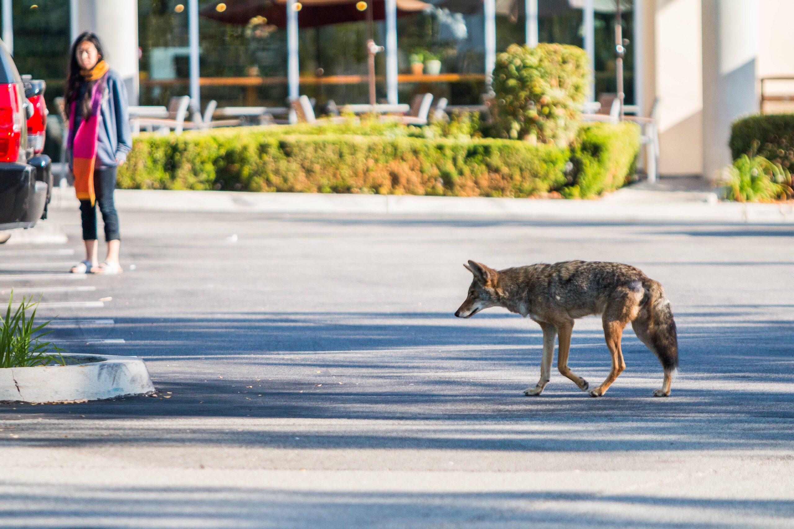 Human Cities, Coyote Real Estate (Image Credits: Wikimedia)