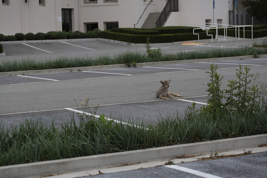 Humans Learning the Urban Wildlife Dance (Image Credits: Unsplash)