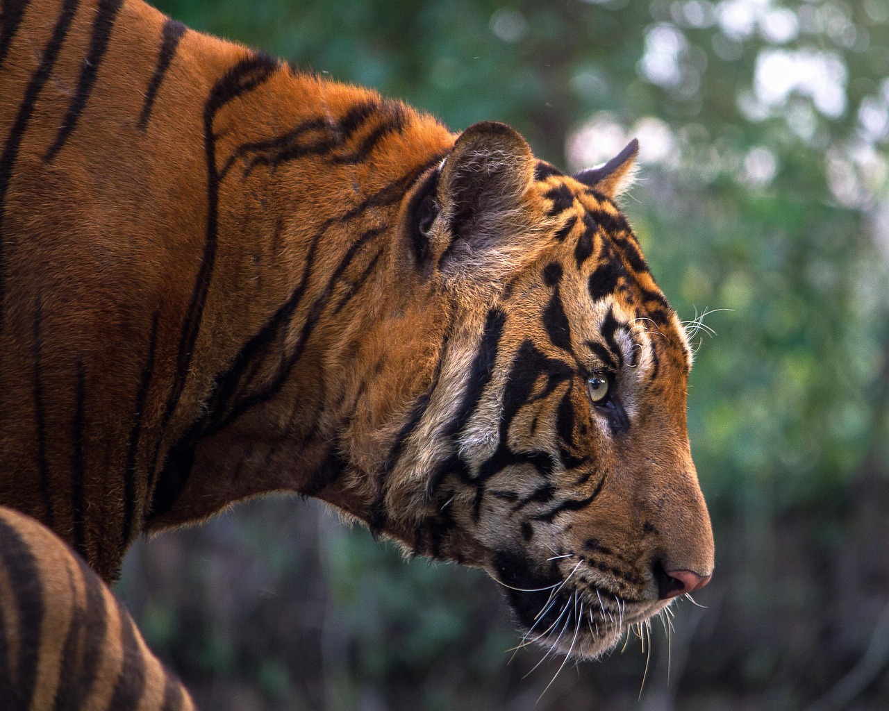 The Science Behind Jealousy in Animals (Image Credits: Pixabay)