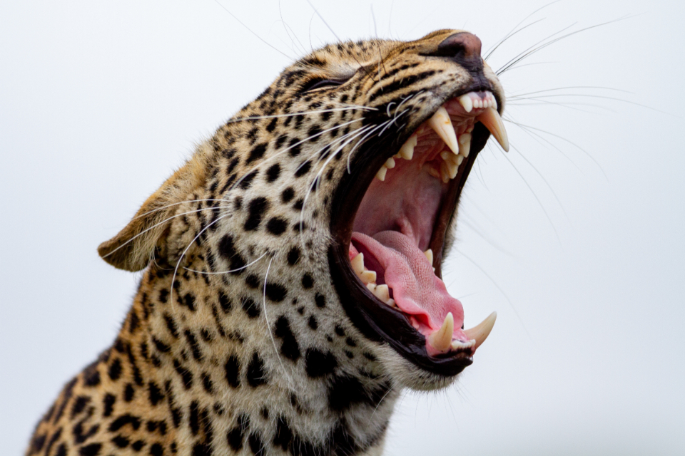 Breakthrough Studies on Domestic Cat Jealousy (Image Credits: Stocksnap)