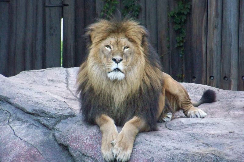 Big Cats and Complex Social Dynamics (Image Credits: Flickr)