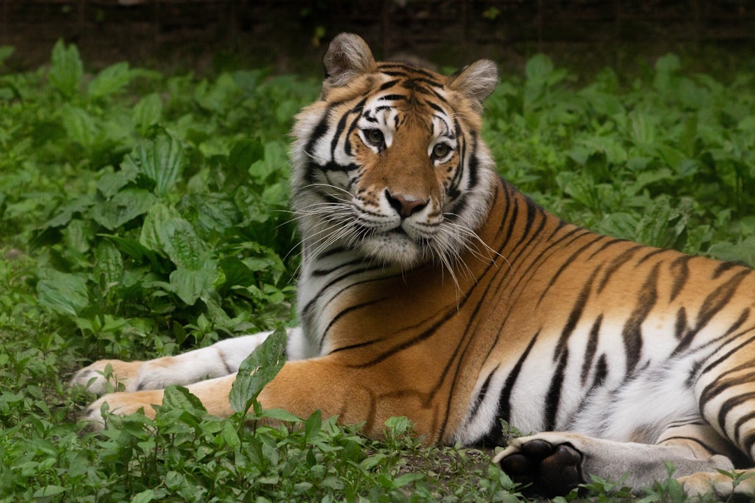 The Role of Anthropomorphism in Feline Emotion Research (Image Credits: Unsplash)