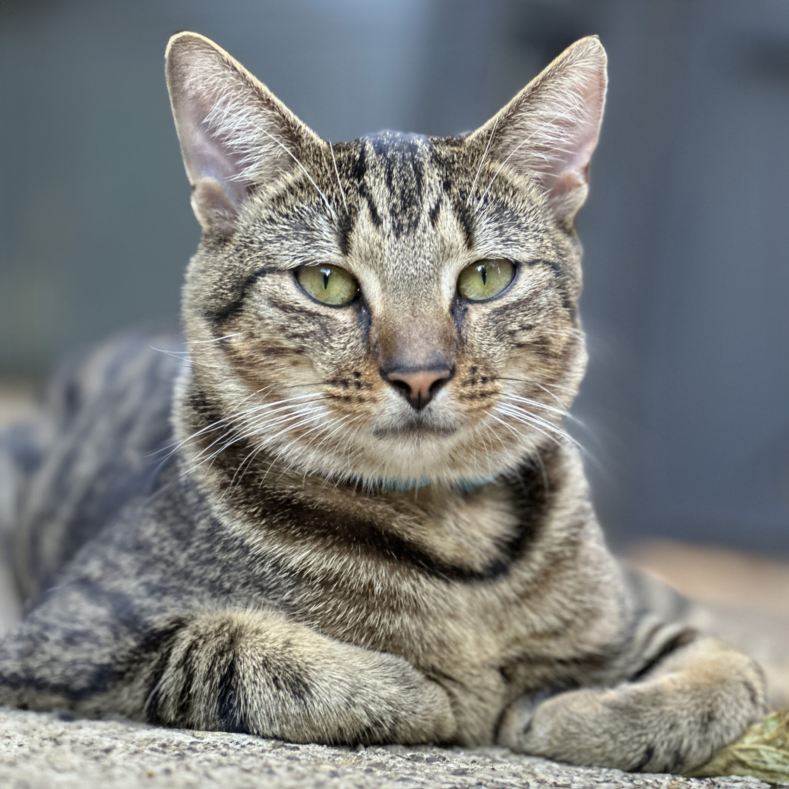 The Future of Feline Emotion Research (Image Credits: Wikimedia)