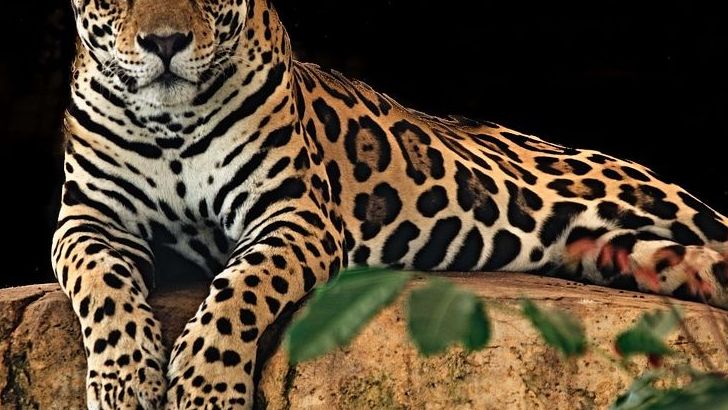 Do Big Cats Feel Jealousy? New Studies Suggest They Might