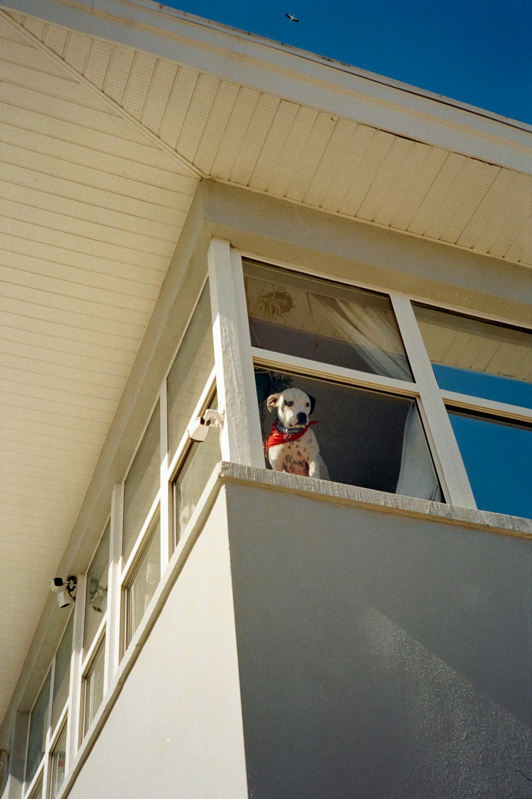 The Amazing Canine Internal Clock (Image Credits: Unsplash)