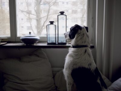How Dogs Know You&rsquo;re Coming Home Before You Do
