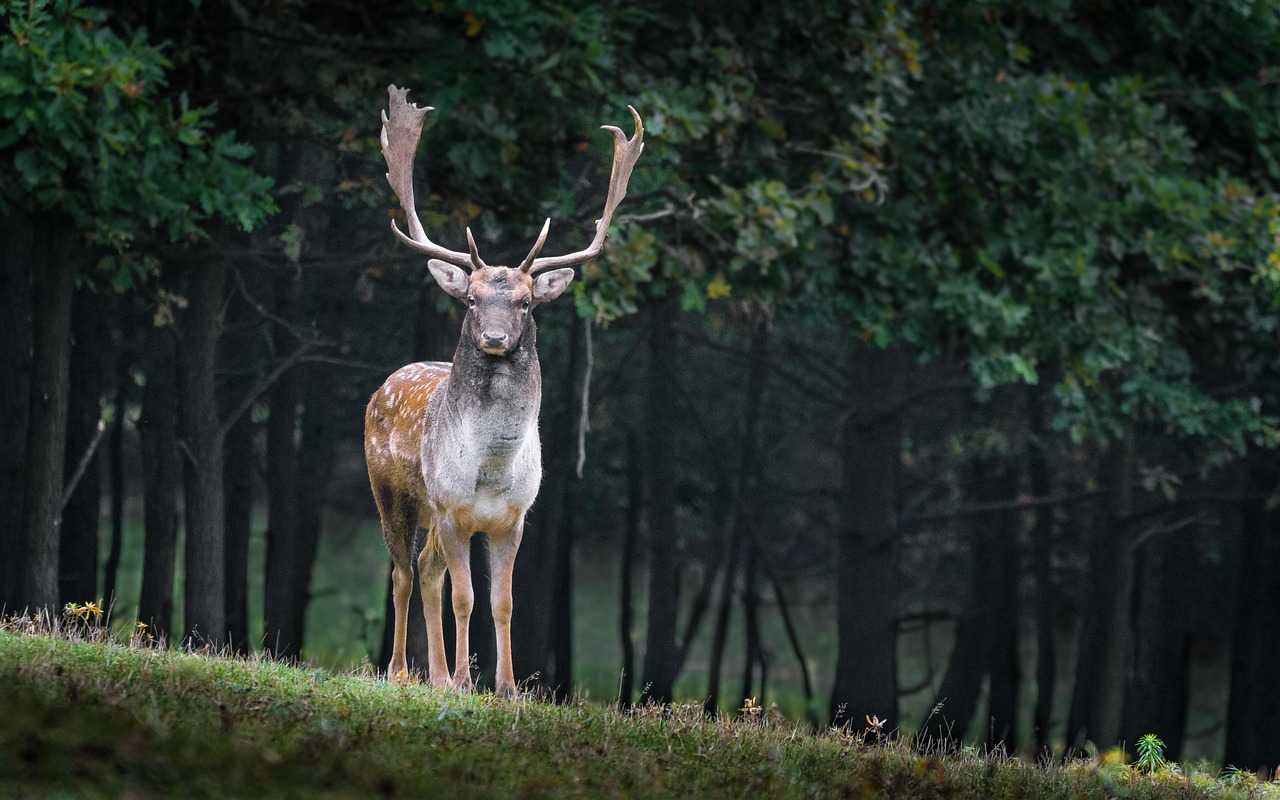 The Stag: Lord of Regeneration and Spiritual Leadership (Image Credits: Pixabay)