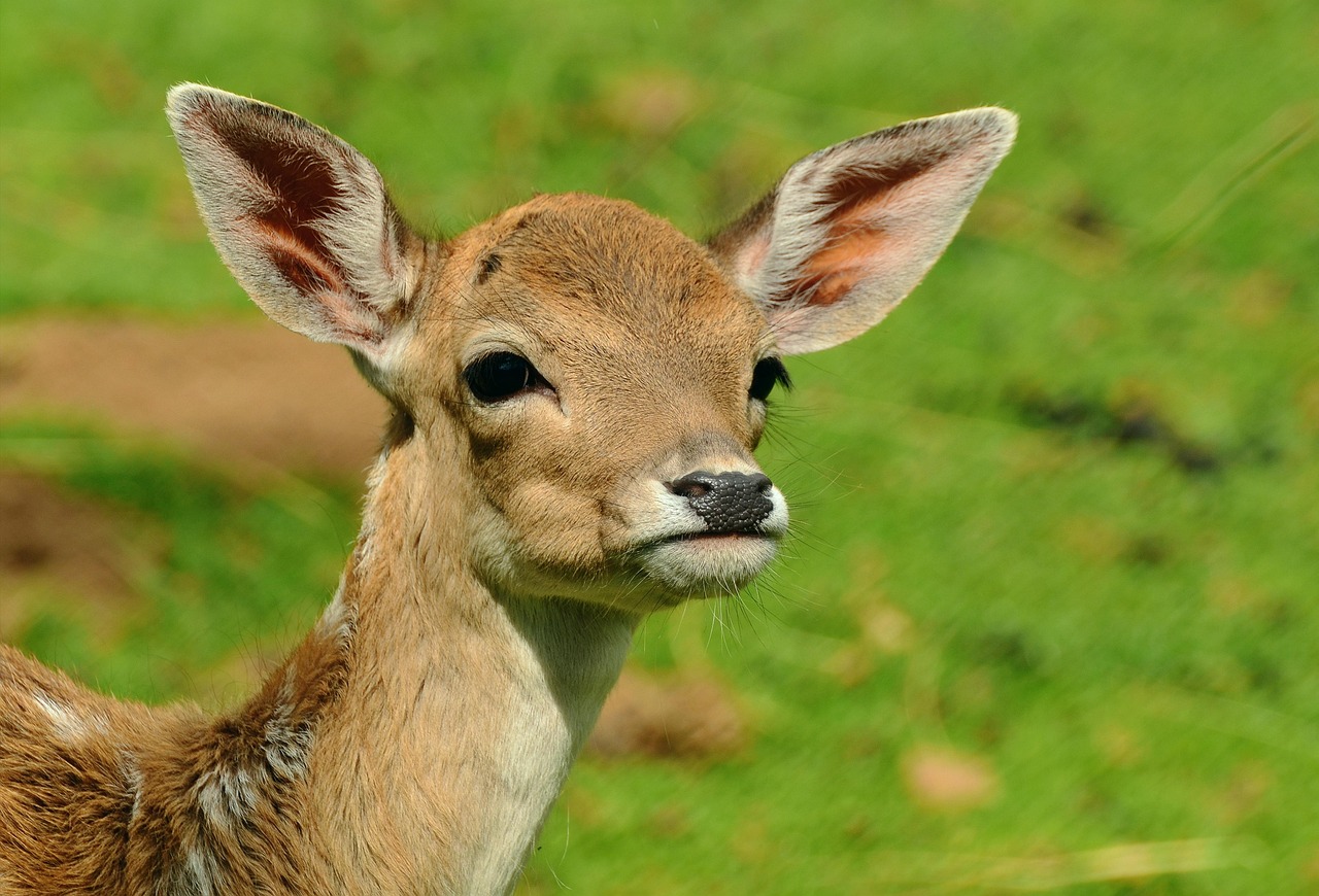 The Deer: Gentle Guardian of Intuition (Image Credits: Pixabay)