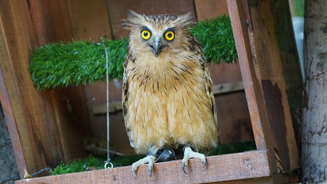 The Owl: Keeper of Forest Mysteries and Hidden Knowledge (Image Credits: Unsplash)