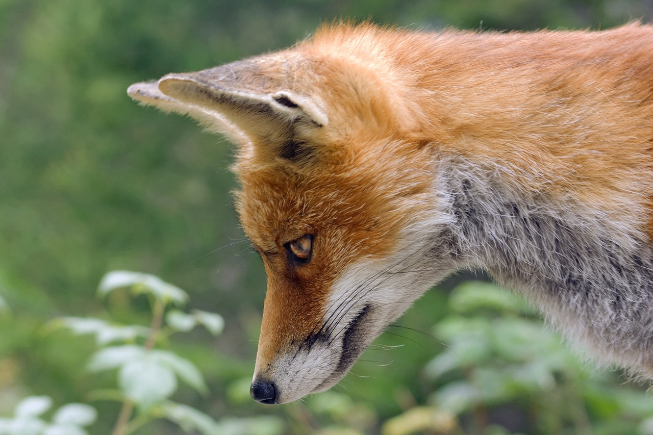 The Fox: Cunning Forest Navigator and Shapeshifter (Image Credits: Pixabay)