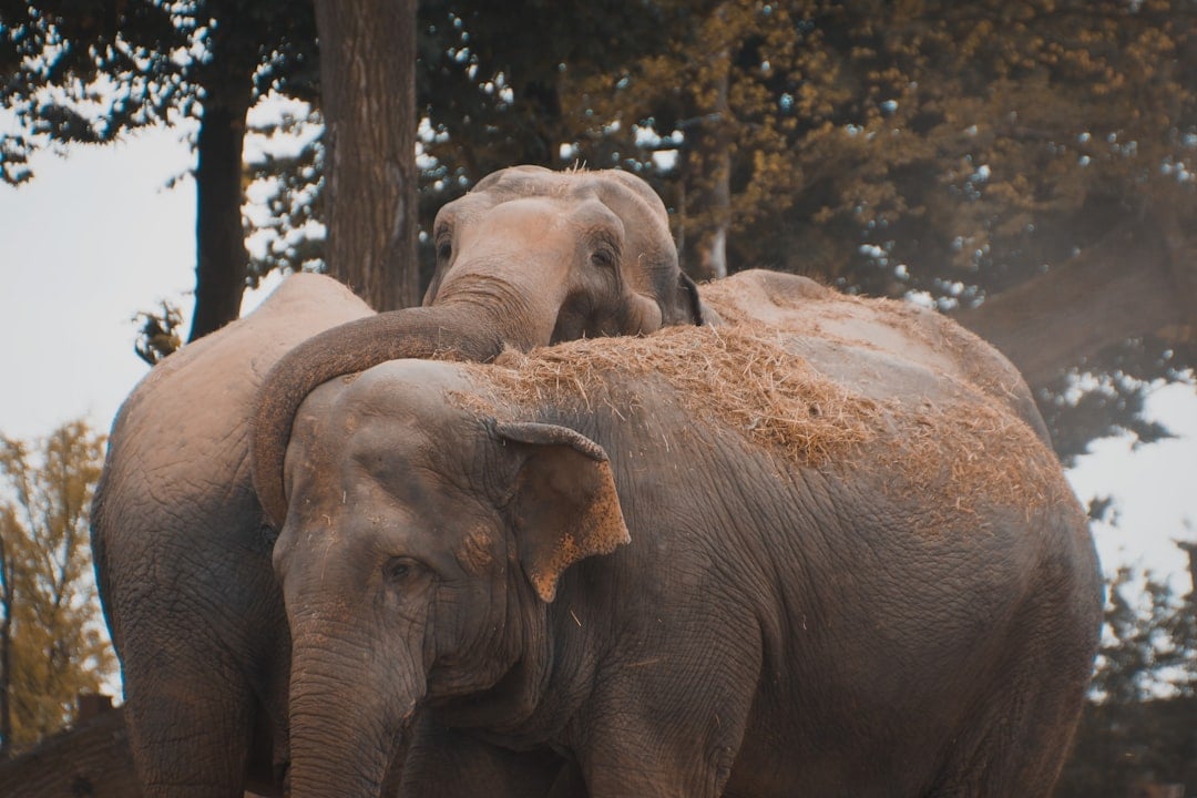 The Science Behind Elephant Grief (Image Credits: Unsplash)