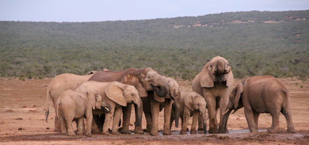 Debating Whether Animals Can Truly Grieve (Image Credits: Unsplash)