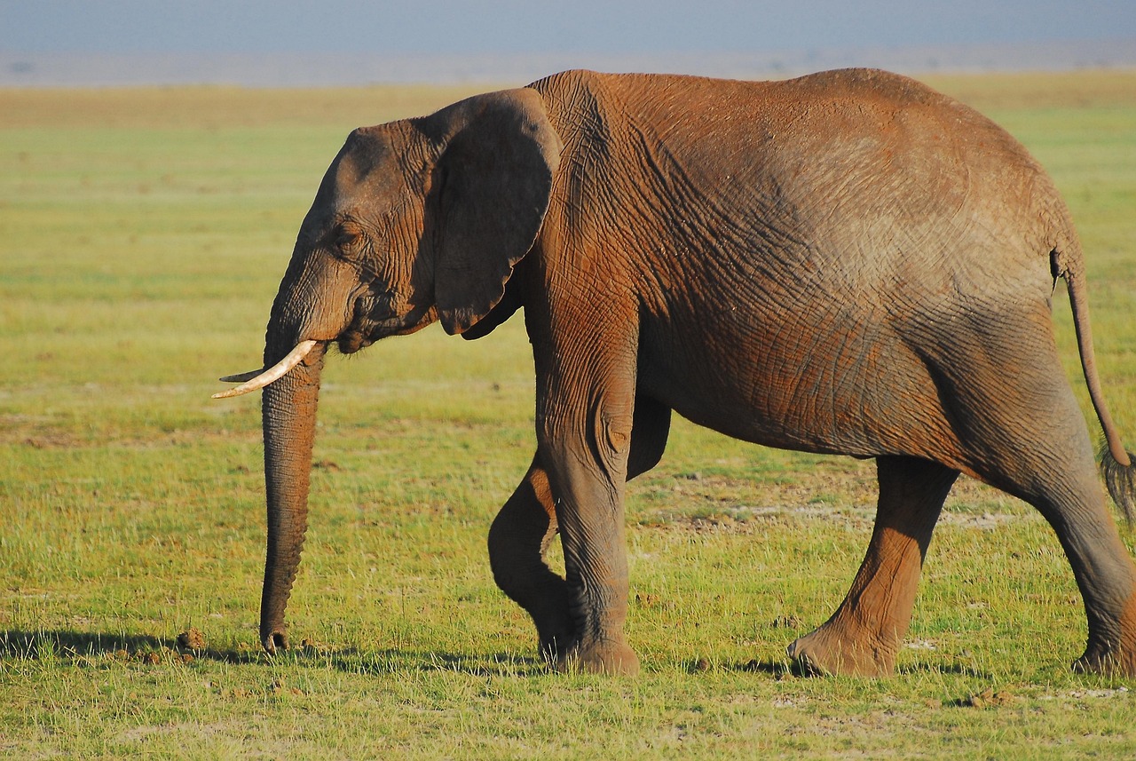What Elephant Grief Teaches Us About Compassion (Image Credits: Pixabay)