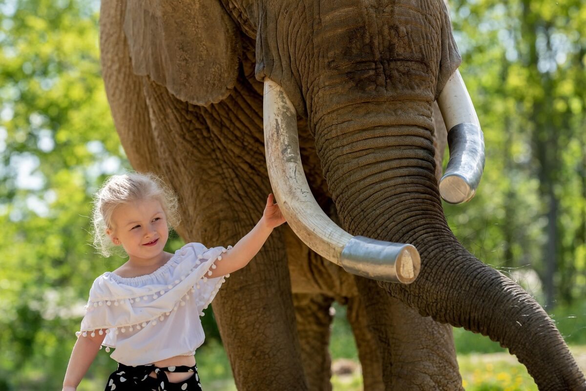 Why Elephants Mourn Their Dead - and What It Teaches About Compassion