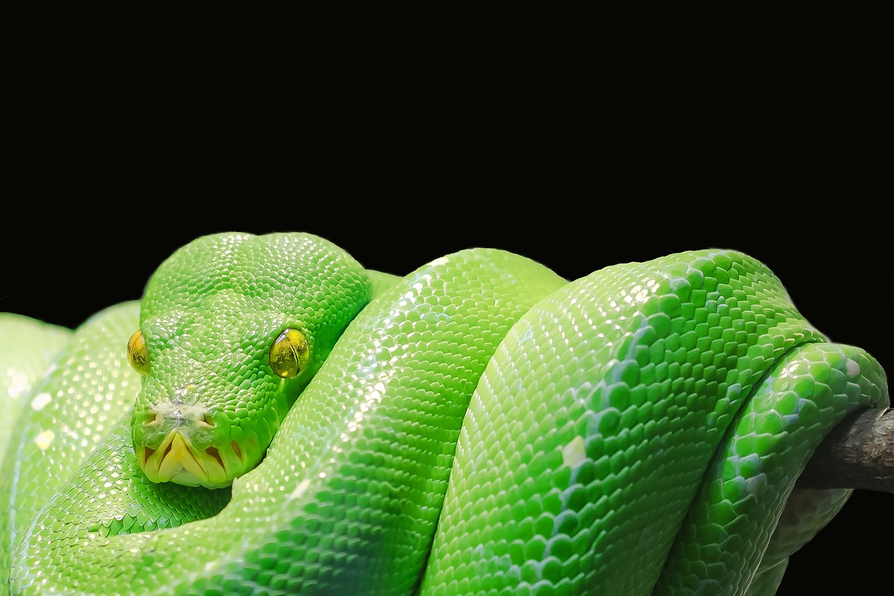 The Snake: Your Hidden Manipulative Side (Image Credits: Pixabay)