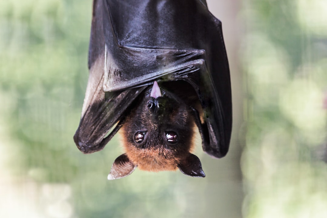 The Bat: Your Anxious, Hypervigilant Nature (Image Credits: Unsplash)
