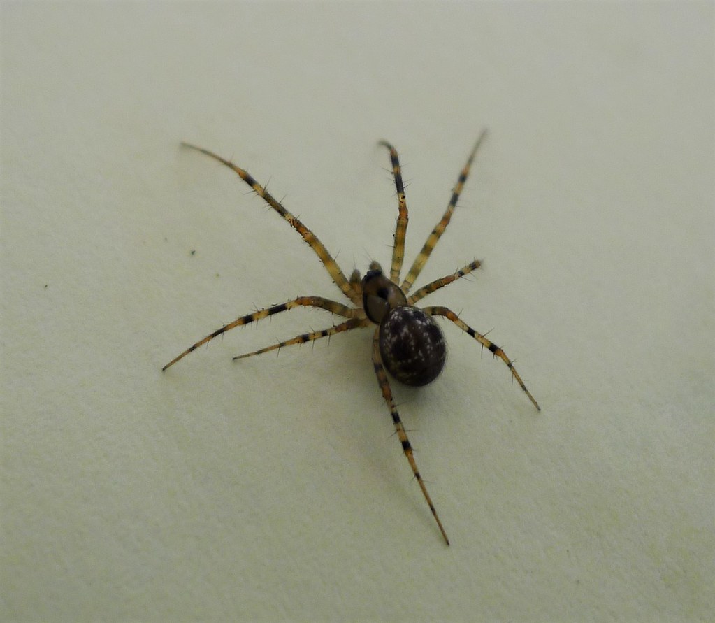 The Spider: Your Hidden Creative Manipulator (Image Credits: Flickr)