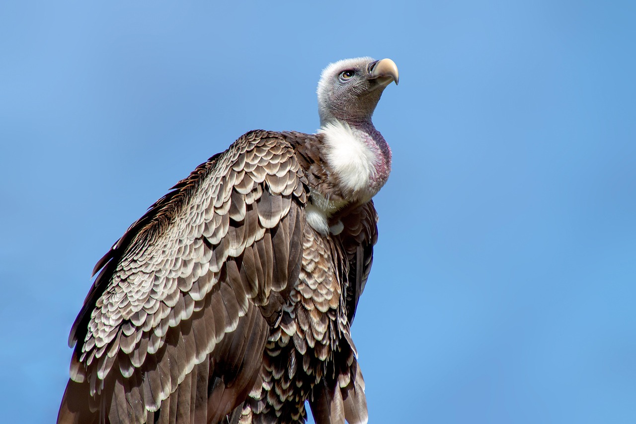 The Vulture: Your Hidden Opportunistic Streak (Image Credits: Pixabay)