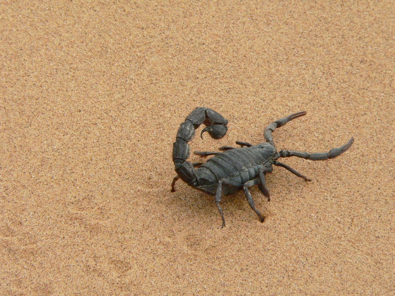 The Scorpion: Your Hidden Vengeful Side (Image Credits: Pixabay)