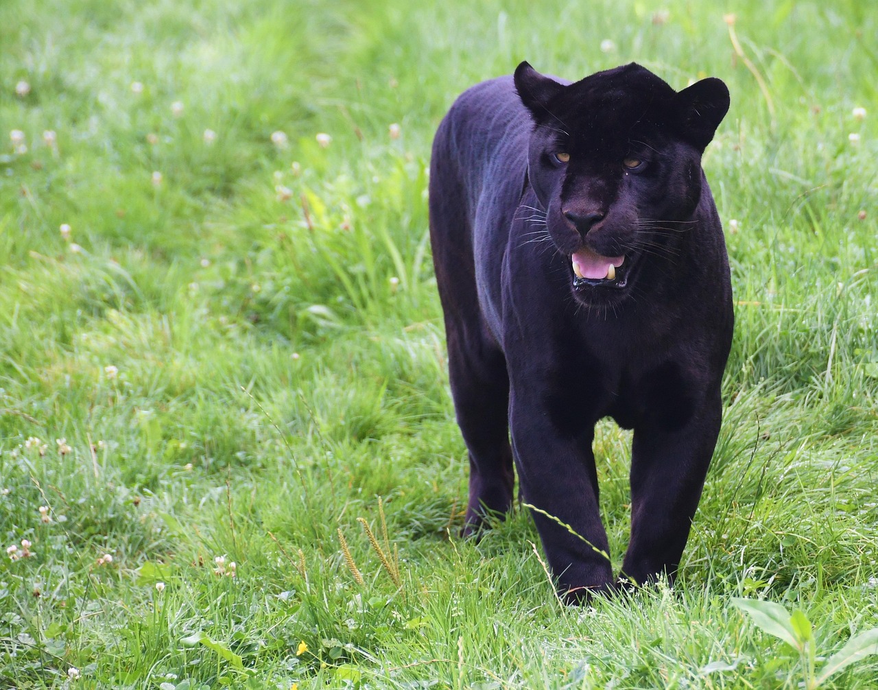 The Panther: Your Hidden Isolation and Superiority (Image Credits: Pixabay)