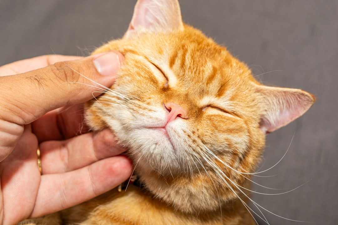 When Purrs Become Medicine (Image Credits: Unsplash)
