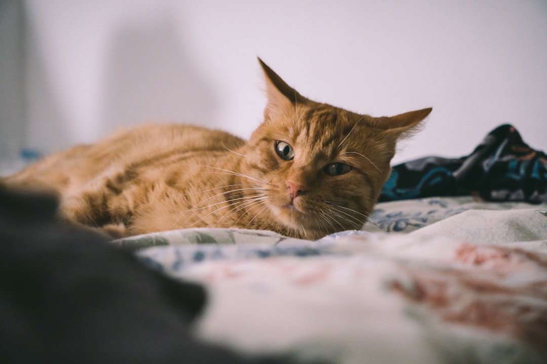 The Impossible Physics of Purring (Image Credits: Unsplash)