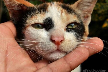 The Mysterious Power Behind a Cat’s Purr – Science Can’t Fully Explain It