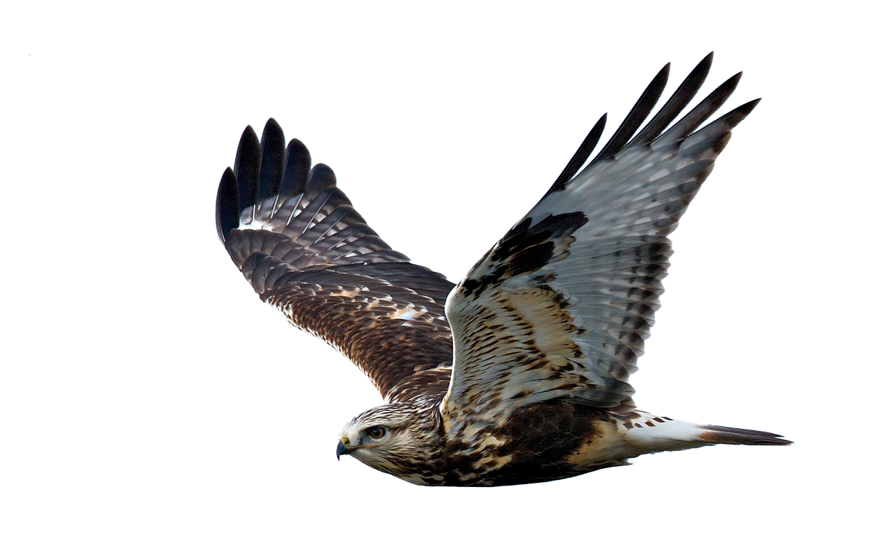 They're Protecting and Guiding Your Journey (Image Credits: Pixabay)