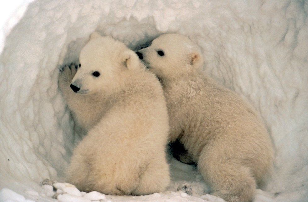 Cubs Pay the Ultimate Price (Image Credits: Flickr)